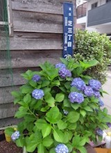 140603_ajisai
