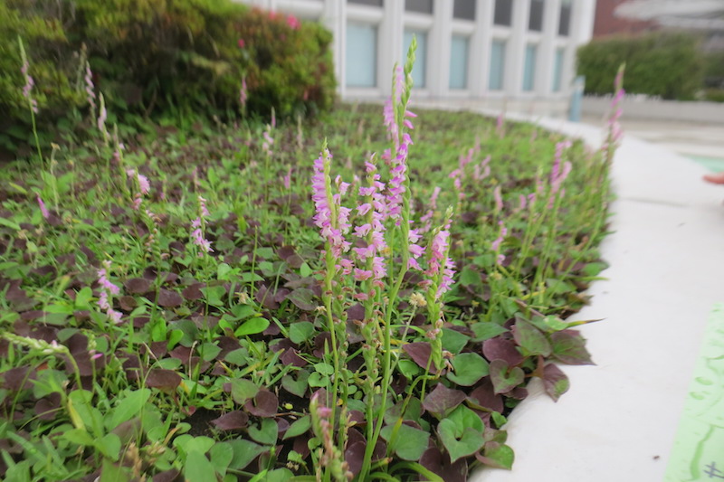 芝の家 地域をつなぐ 交流の場づくりプロジェクト