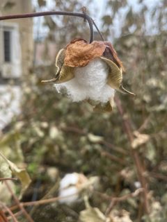 230119_cotton